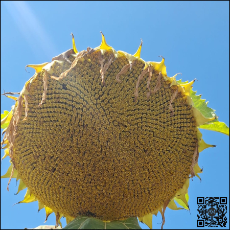 Semințe floarea high oleic semi-timpuriu soarelui LID 1046H SU tehnologie EXPRESS [1]