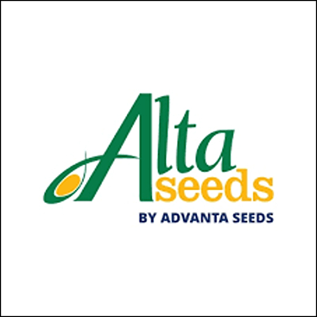 Semințe - Semințe floarea soarelui convențional semi-tardiv ALTASUN UHO 452