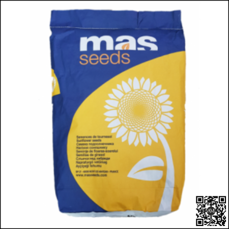 Semințe - Semințe floarea soarelui convențional semi-timpuriu MAS 98 K