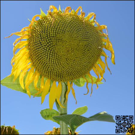 Semințe floarea soarelui high oleic semi-tardiv ES ARGENTIC SU tehnologie EXPRESS [1]