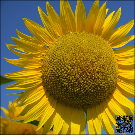 Semințe floarea soarelui high oleic semi-timpuriu ES EMERIC CLP tehnologie CLEARFIELD PLUS [1]