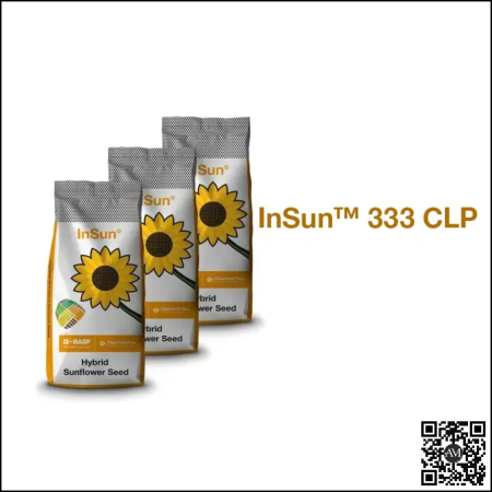 Floarea soarelui - Semințe floarea soarelui semi-tardiv InSun 277 SU tehnologie EXPRESS