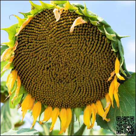 Semințe floarea soarelui semi-tardiv LID 1061L CLP tehnologie CLEARFIELD PLUS [1]