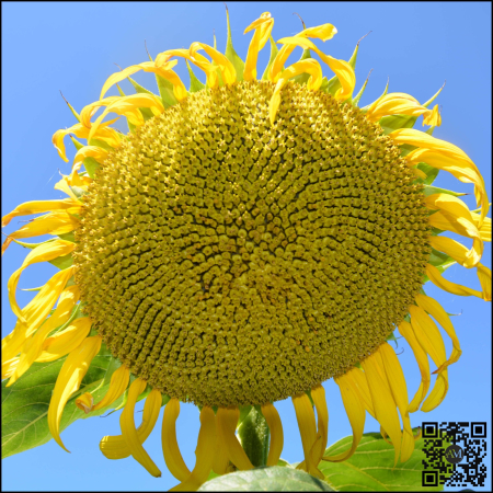 Semințe floarea soarelui semi-timpuriu ES BELFIS CLP Boost&Go tehnologie CLEARFIELD PLUS [1]