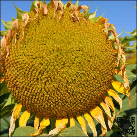 Semințe floarea soarelui timpuriu ES CEYLON SU Boost&Go tehnologie EXPRESS [1]