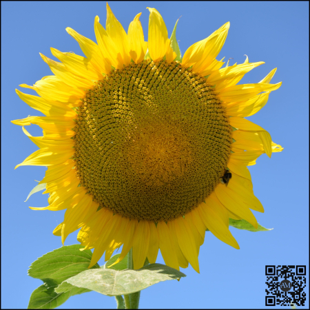 Semințe - Semințe floarea soarelui timpuriu ES GENESIS CLP tehnologie CLEARFIELD PLUS