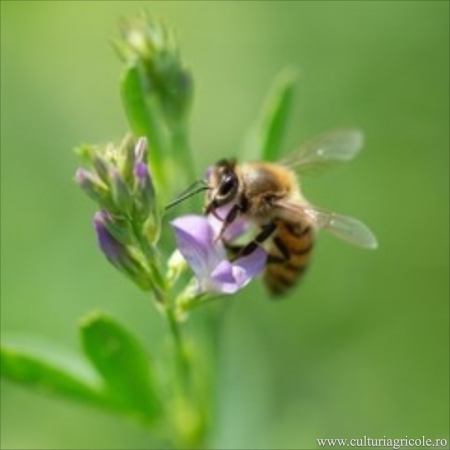 Semințe lucernă nedrajată categoria biologică C1 ADORNA [1]