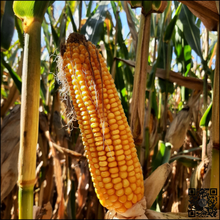 Semințe porumb ES MYLADY Boost&Go grupa FAO 340 [1]