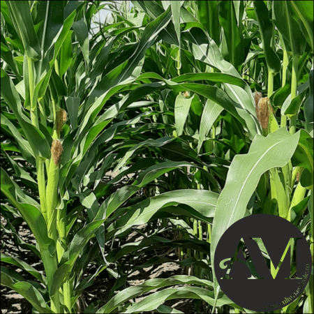 Semințe porumb ESTEVIO grupa FAO 350 [1]