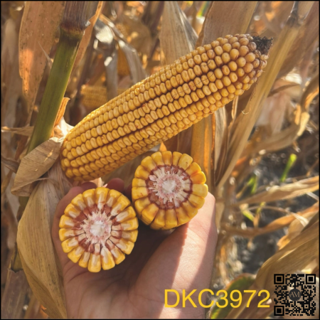 Semințe porumb extra-timpuriu DKC3972 Acceleron grupa FAO 250-290 [1]