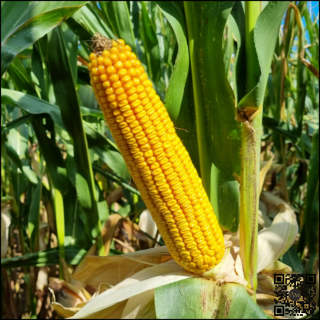 Semințe porumb IZZLI grupa FAO 450 [1]