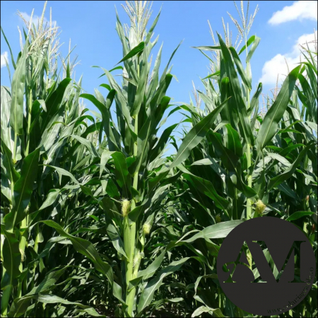 Semințe porumb KWS 1394 grupa FAO 430 [1]