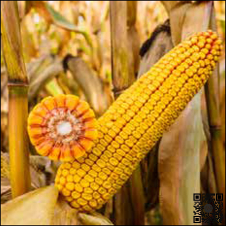Semințe porumb KWS 2370 grupa FAO 290 [1]