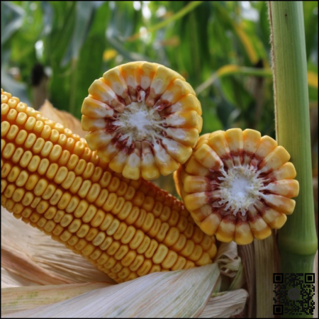 Semințe porumb KWS ADONISIO INITIO grupa FAO 340 [1]
