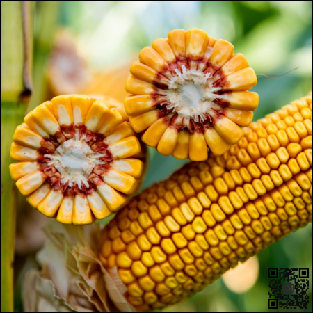 Semințe porumb KWS BANATO INITIO grupa FAO 430 [1]