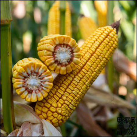 Semințe porumb KWS FORTURIO INITIO grupa FAO 400 [1]
