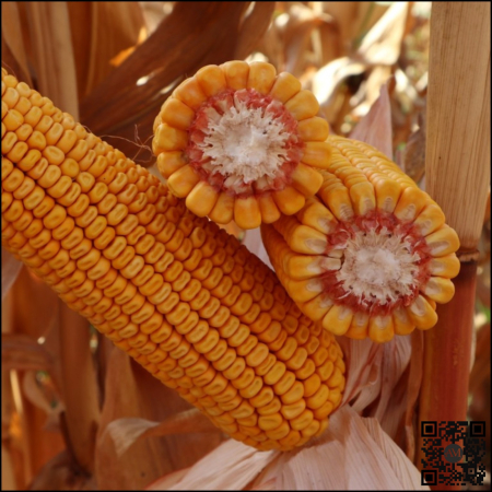 Semințe porumb KWS HYPOLITO INITIO grupa FAO 350 [1]