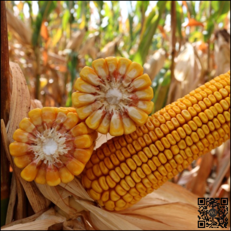 Semințe porumb KWS INTELIGENS INITIO grupa FAO 420 [1]