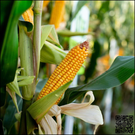 Porumb - Semințe porumb LID 2020C Boost&Go grupa FAO 250