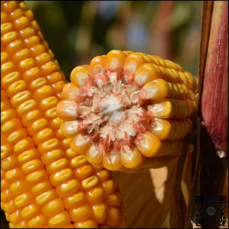 Semințe porumb LID 3306C Boost&Go grupa FAO 280 [1]