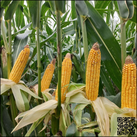 Semințe porumb LID 4409C Boost&Go grupa FAO 380 [1]