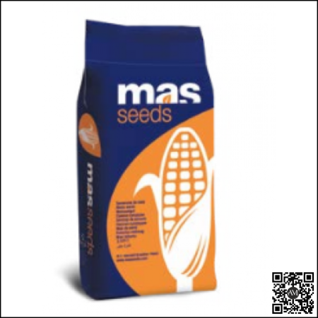 Porumb - Semințe porumb MAS 448G grupa FAO 440
