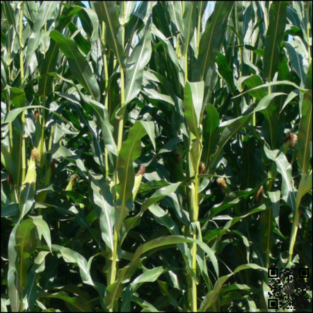 Semințe porumb MIKADO grupa FAO 550 [1]