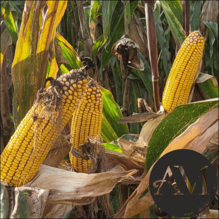 Semințe porumb MULTIPEL grupa FAO 400 [4]