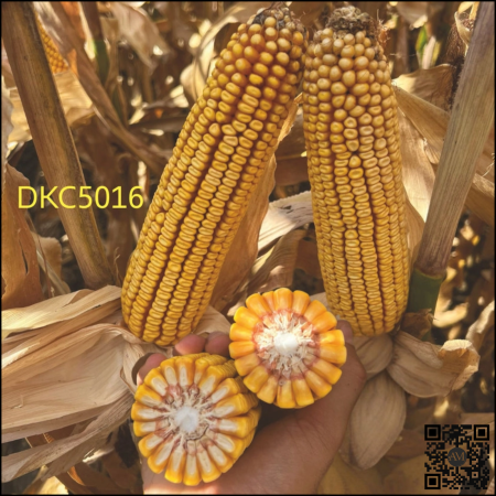 Semințe porumb semi-tardiv DKC5016 grupa FAO 400-440 [1]