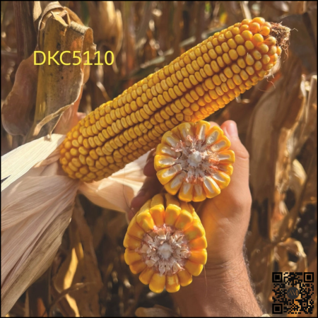 Semințe porumb semi-tardiv DKC5110 grupa FAO 400-440 [1]