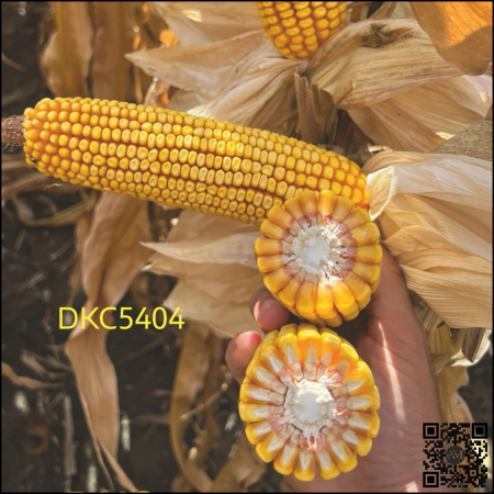 Semințe porumb semi-tardiv DKC5404 grupa FAO 400-440 [1]