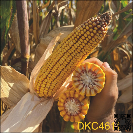 Semințe porumb semi-timpuriu DKC4611 Acceleron Ibisio grupa FAO 350-390 [1]