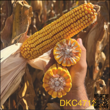 Semințe porumb semi-timpuriu DKC4712 grupa FAO 350-390 [1]