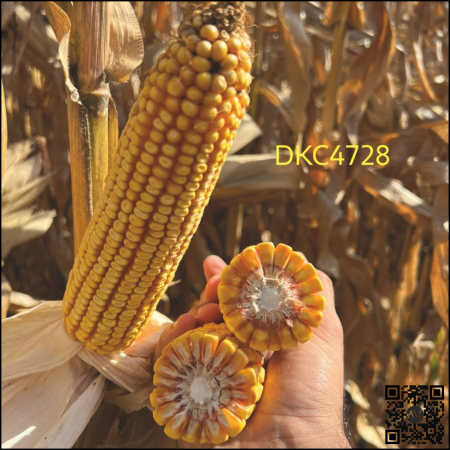 Semințe porumb semi-timpuriu DKC4728 Acceleron Ibisio grupa FAO 350-390 [1]