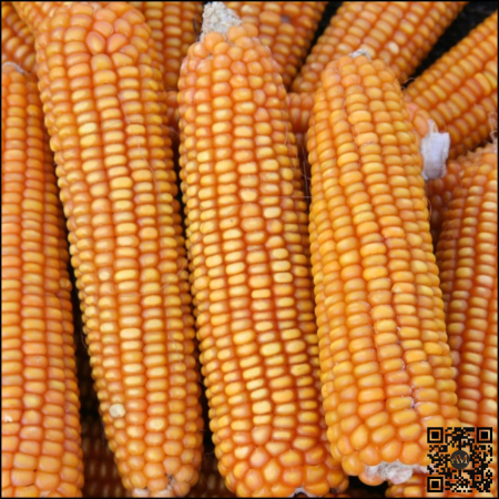 Semințe porumb SEVERO grupa FAO 280 [1]