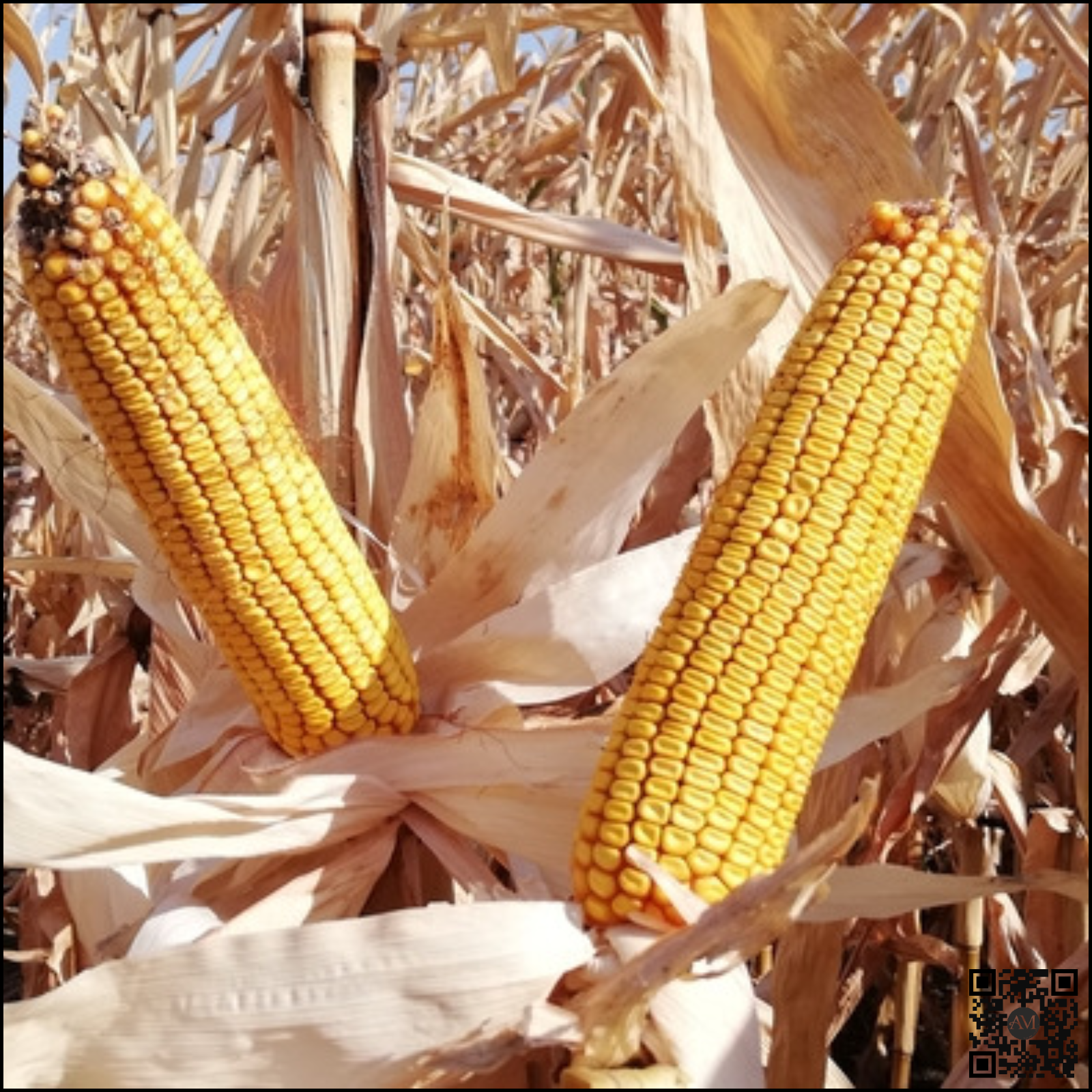 Semințe - Semințe porumb SPARTAN grupa FAO 320