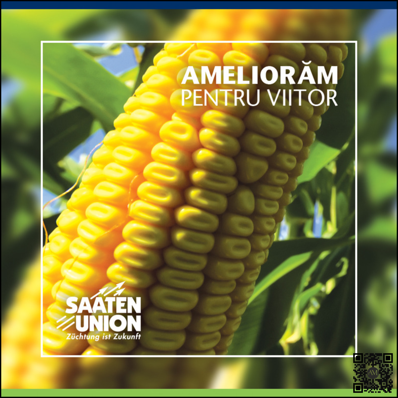 Semințe - Semințe porumb SUM 305 grupa FAO 370