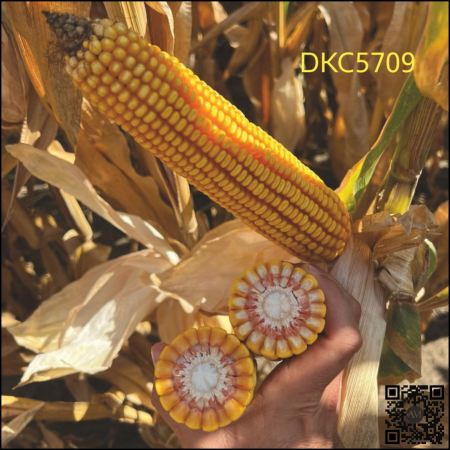 Semințe porumb tardiv DKC5709 grupa FAO 450-490 [1]