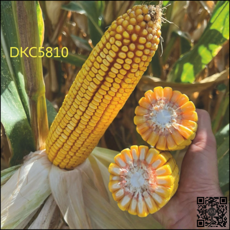 Semințe porumb tardiv DKC5810 grupa FAO 450-490 [1]