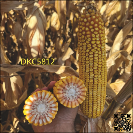Semințe porumb tardiv DKC5812 grupa FAO 450-490 [1]