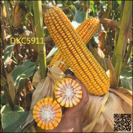 Semințe porumb tardiv DKC5911 grupa FAO 500-540 [1]