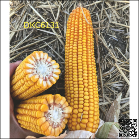 Semințe porumb tardiv DKC6131 grupa FAO 550-540 [1]