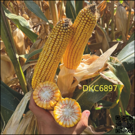 Semințe porumb tardiv DKC6897 Acceleron grupa FAO >550 [1]