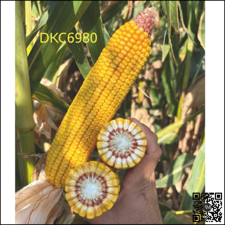 Semințe porumb tardiv DKC6980 grupa FAO >550 [1]