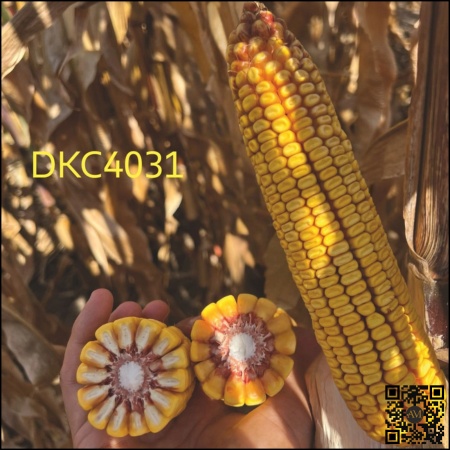 Semințe porumb timpuriu DKC4031 Acceleron Ibisio grupa FAO 300-340 [1]