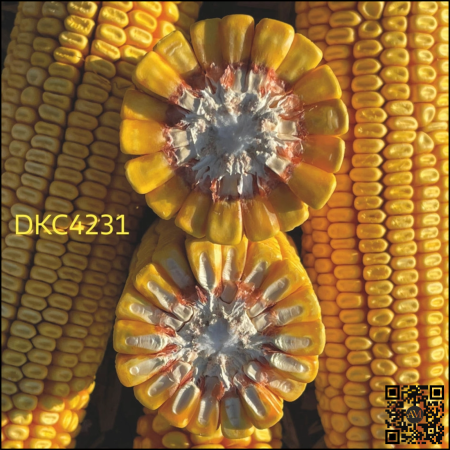 Semințe porumb timpuriu DKC4231 grupa FAO 300-340 [1]