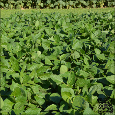 SOIA - Semințe soia categoria biologică bază ES ISIDOR HiCoat grupa I