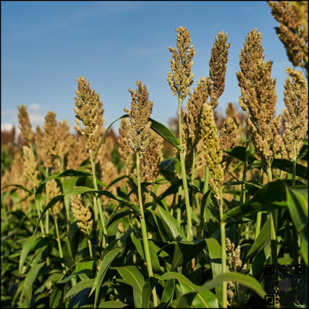 Semințe - Semințe sorg semi-tardiv KWS FENIXUS