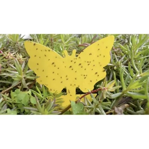 Set capcana lipicioasa pentru insecte, diverse modele, 12 bucati, impotriva mustelor, tantarilor [4]