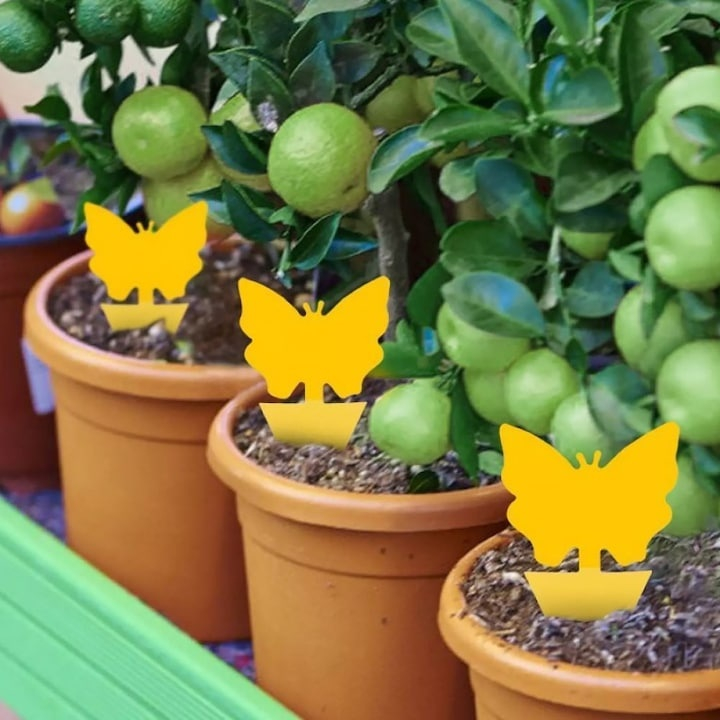 Set capcana lipicioasa pentru insecte, fluturasi galbeni, 12 bucati, adeziv fata-verso, protectie pentru plante de interior si exterior [7]